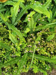 翠绿蕨类植物生机盎然