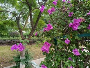 繁花盛开的户外景致