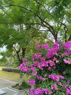 繁花绿树装点的美丽景致