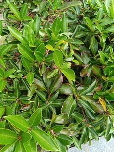 翠绿繁茂的植物叶片