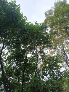 茂密树林绿意盎然