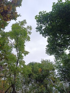 繁茂树林中的天空景象