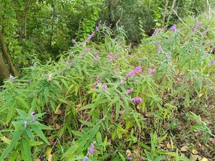 林间繁茂花草景观