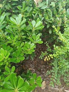 绿叶丛中的黄色小花