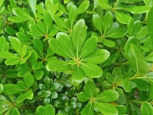 翠绿繁茂的植物叶片