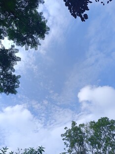 仰望蓝天绿树的美好景致