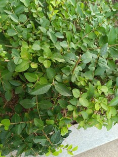 翠绿繁茂的绿植盆栽