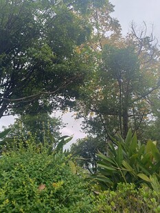 阳光洒落的茂密林间景象