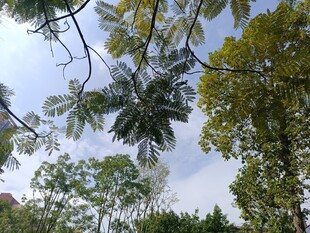 仰视繁茂绿树与蓝天