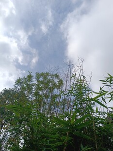 蓝天白云下的繁茂绿植