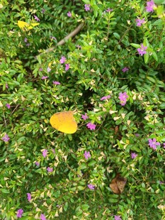 绿叶丛中黄蝶伴紫花