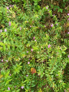 翠绿繁茂的蕨类植物景观