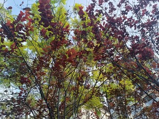 多彩树叶装点枝头