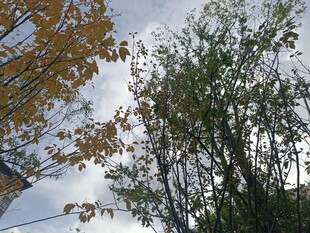 秋日树梢与天空景致