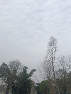 阴天户外树木景象