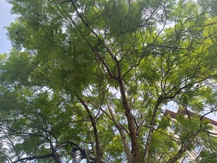 仰视茂密绿树树冠