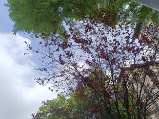 枝头繁花映蓝天