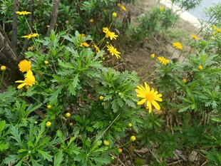 路边绽放的黄色美丽小花