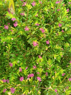 绿叶间的粉色小花