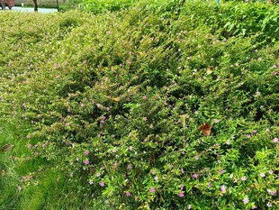 翠绿繁茂的灌木丛景观