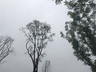 阴天里的枯树与绿树