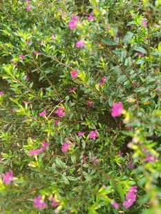 绿叶丛中的娇艳粉花