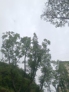 绿树成荫的自然景象