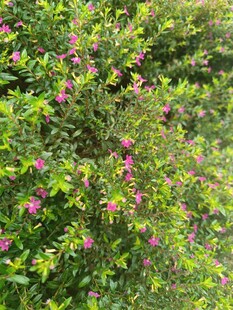 绿叶间绽放的娇艳小花