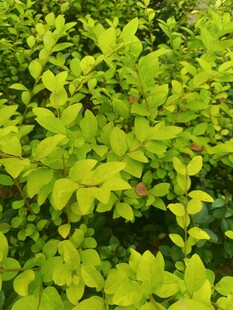 翠绿繁茂的叶片植物