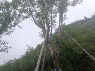 山坡上的树木支撑场景