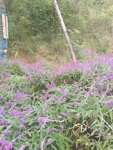 紫色花丛中的自然景致