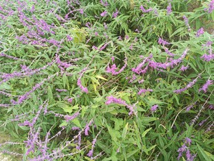 紫色野花盛开的繁茂草地