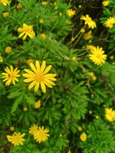 黄色小花绽放绿叶间