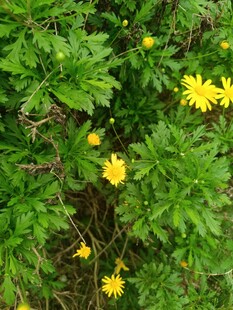 绿叶丛中绽放的黄色小花