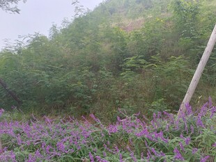 山间紫花与电线杆景致