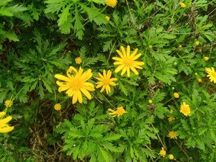 绿叶丛中的黄色小花