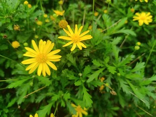 绽放的黄色小花