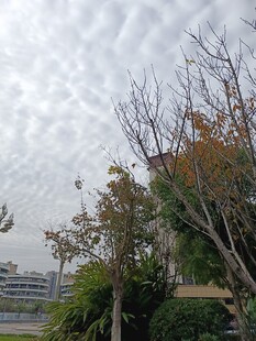 阴天中的树木与建筑景观