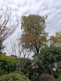 秋日园林树木景致