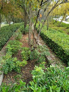 园林绿植景观
