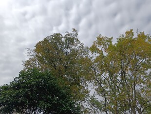 天空下的葱郁树木