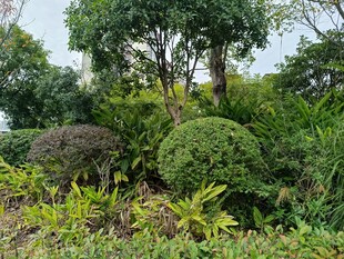 绿意盎然的园林绿植景观