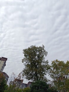 阴天中的树木与古老建筑