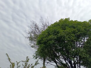 绿树映灰天的自然景致