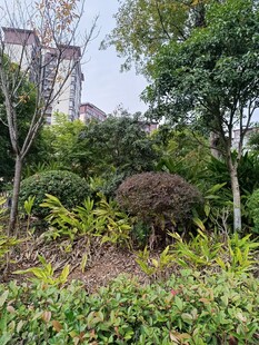 城市中的绿植景观