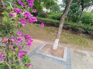 路边绽放的艳丽三角梅