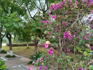 繁花似锦的公园景致