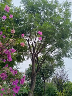 繁花绿树的自然景致