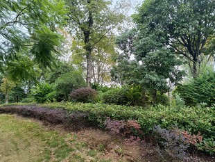 绿意盎然的园林景观