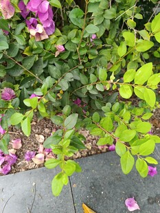 墙边盛放的多彩花卉